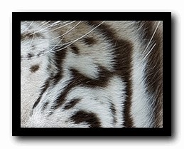 Adobe lightroom 3 keygen